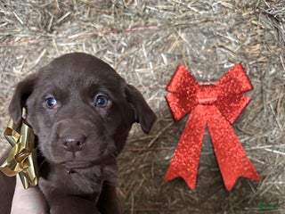 Labrador Retriever dogs Rudolph - Ad 8