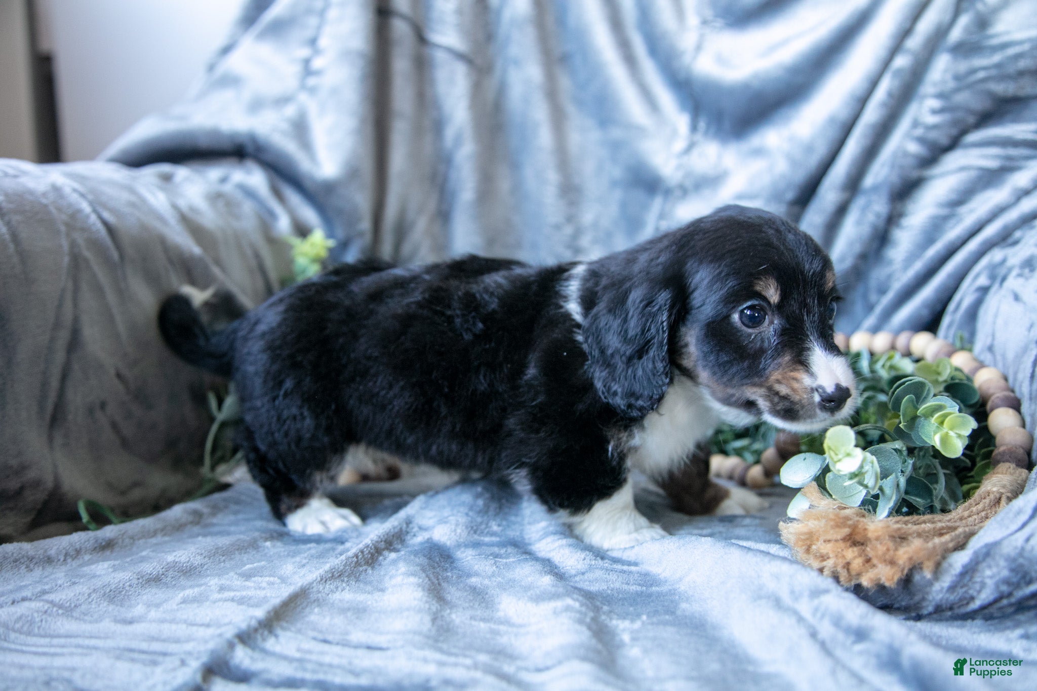 Mixed Breed dogs Duke - Ad 2