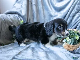 Mixed Breed dogs Duke - Ad 5