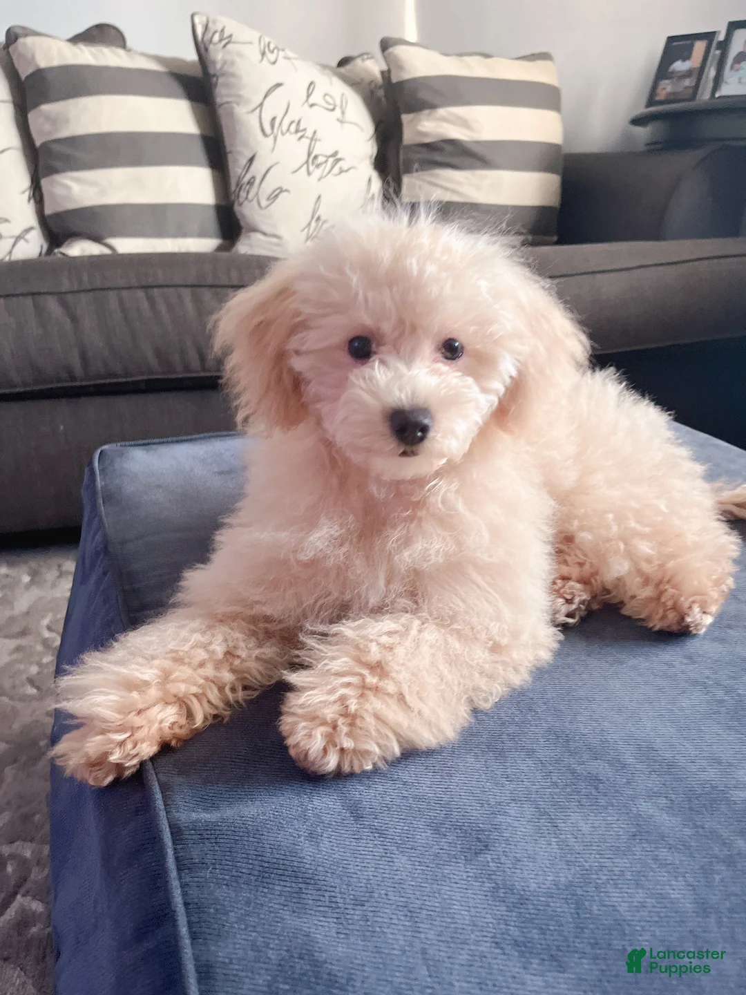 Maltipoo dogs for sale: Maltipoo Puppy 1 - Ad 3