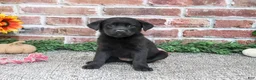 Labrador Retriever dogs for sale: Sapphire - Ad 2