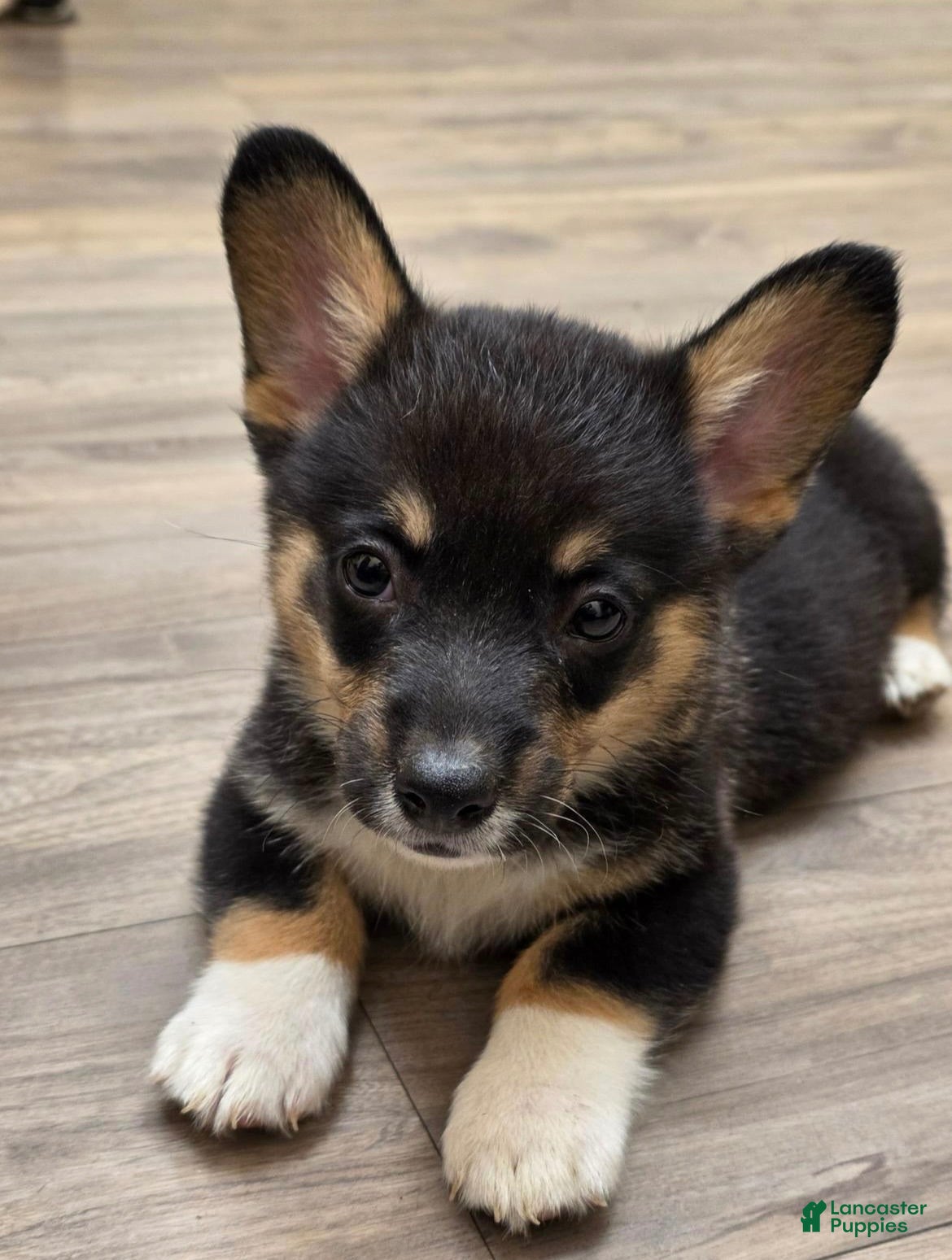 Welsh Corgi Pembroke dogs BHT Male Welsh Corgi Pembroke - Ad 19