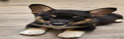 Welsh Corgi Pembroke dogs for sale: BHT Male Welsh Corgi Pembroke - Ad 1