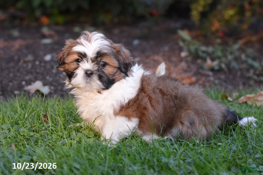 Shih Tzu dogs for sale: Autumn - Ad 1