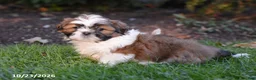 Shih Tzu dogs for sale: Autumn - Ad 1