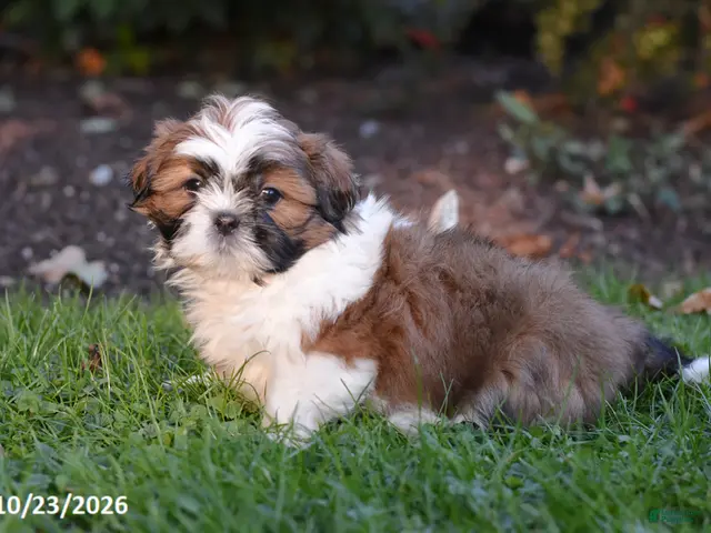 Shih Tzu dogs for sale: Autumn - Ad 1