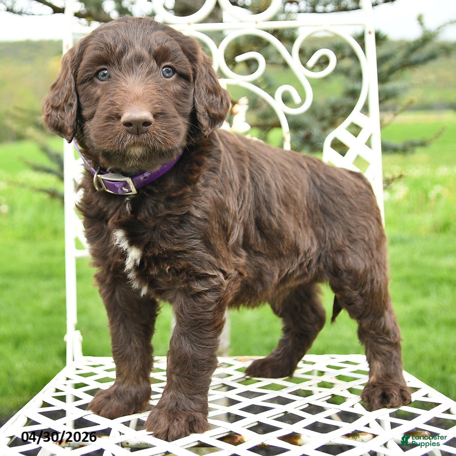 Labradoodle dogs Frank  - Ad 2