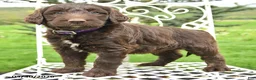 Labradoodle dogs for sale: Frank  - Ad 2