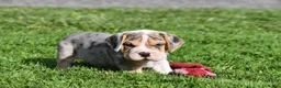 Beabull dogs for sale: Hunter - Ad 7