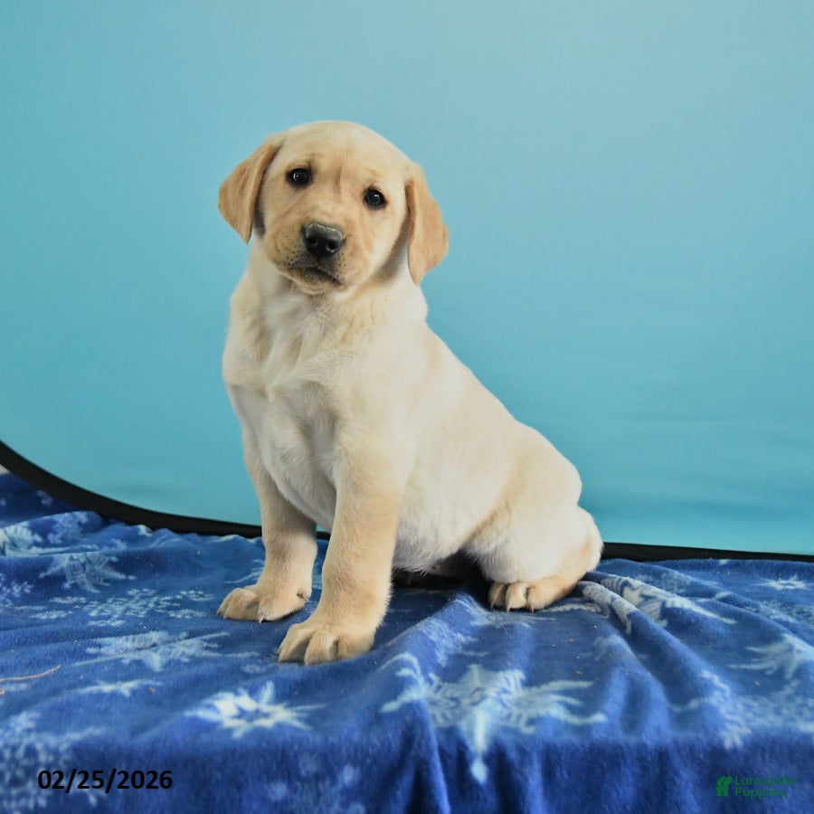 Labrador Retriever dogs Gianna - Ad 1