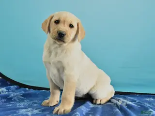 Labrador Retriever dogs for sale: Gianna - Ad 3