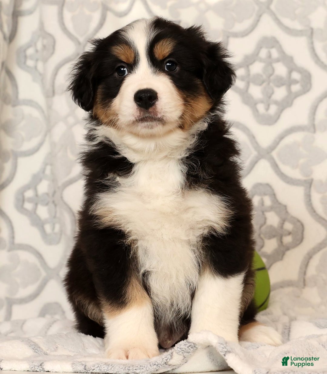 Miniature Australian Shepherd dogs for sale: Turbo - Ad 7
