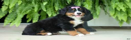 Bernese Mountain Dog dogs for sale: SALLY - Ad 20