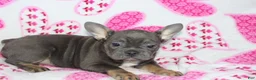 French Bulldog dogs for sale: Molly - Ad 2