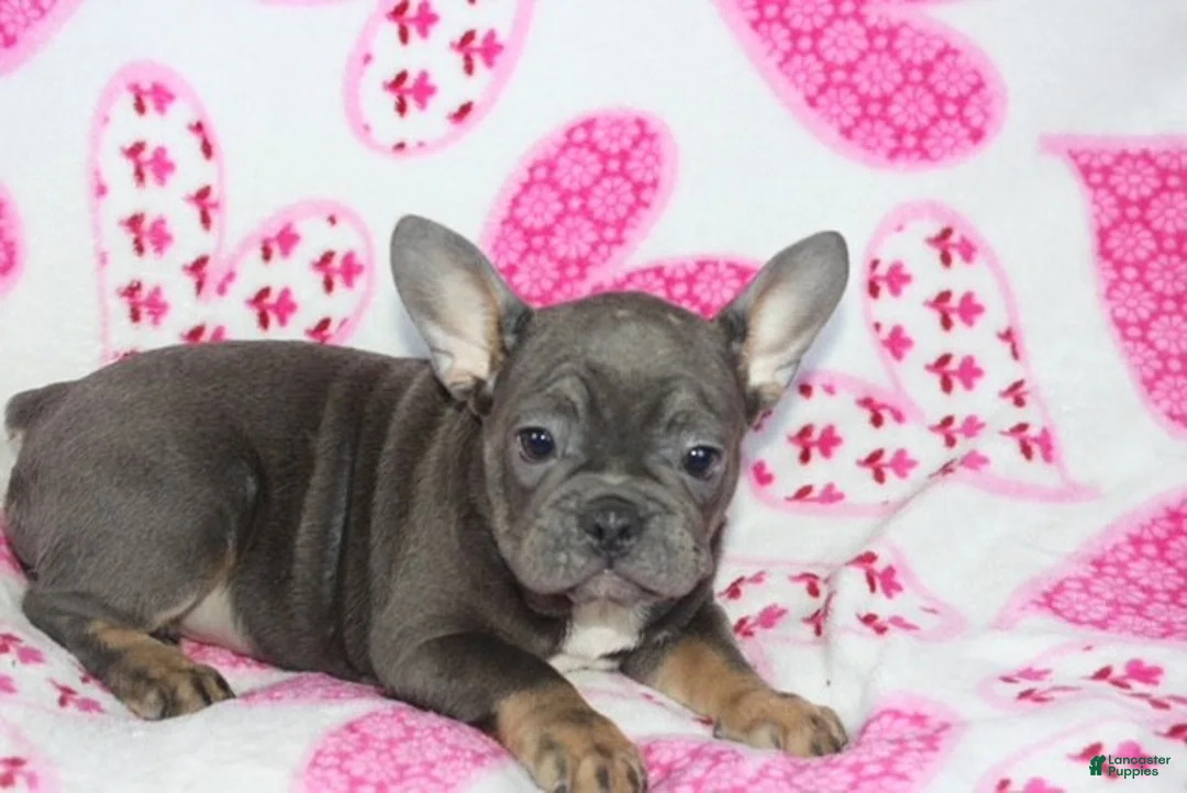 French Bulldog dogs for sale: Molly - Ad 2
