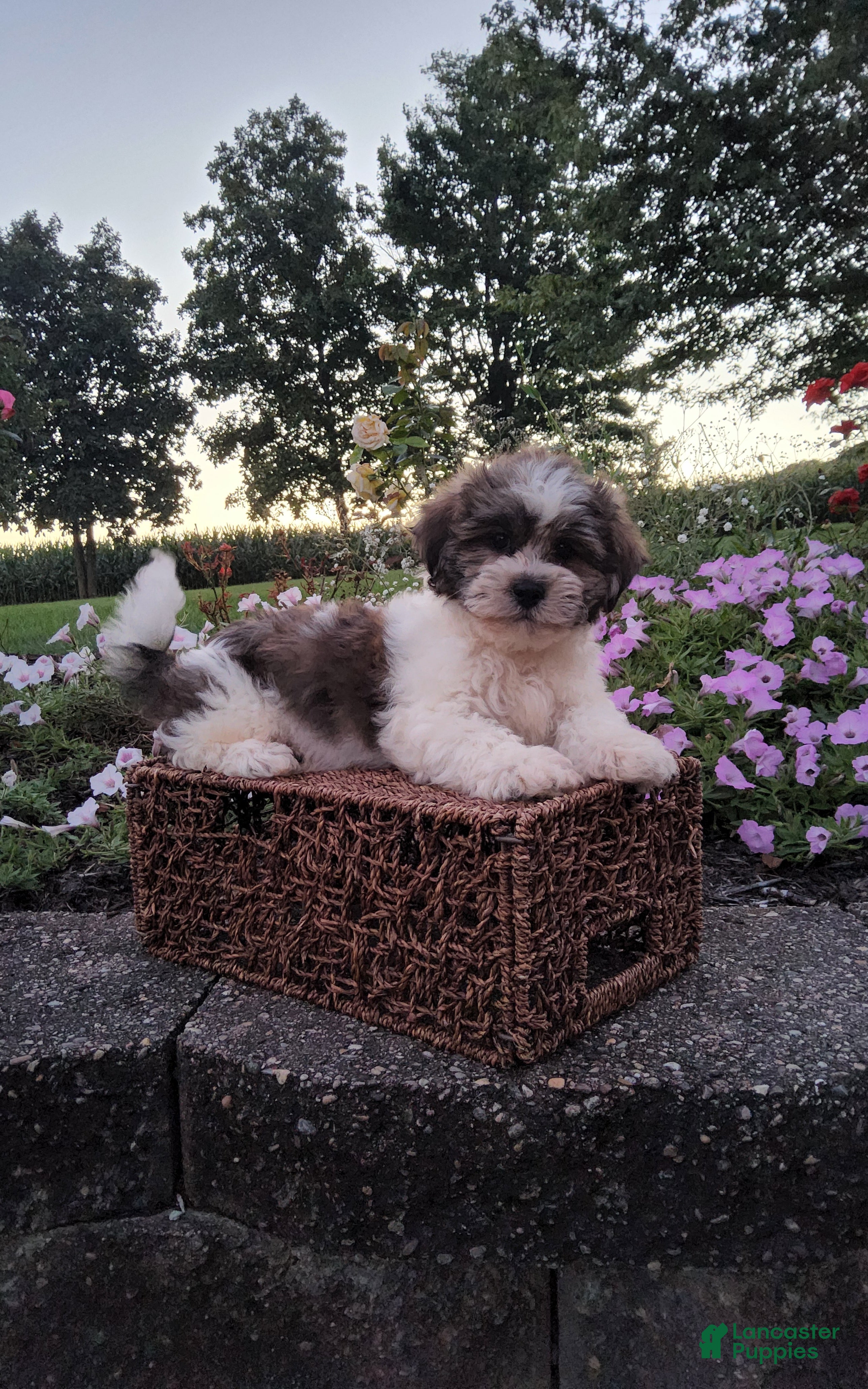 Teddy Bear dogs Dewey - Ad 2