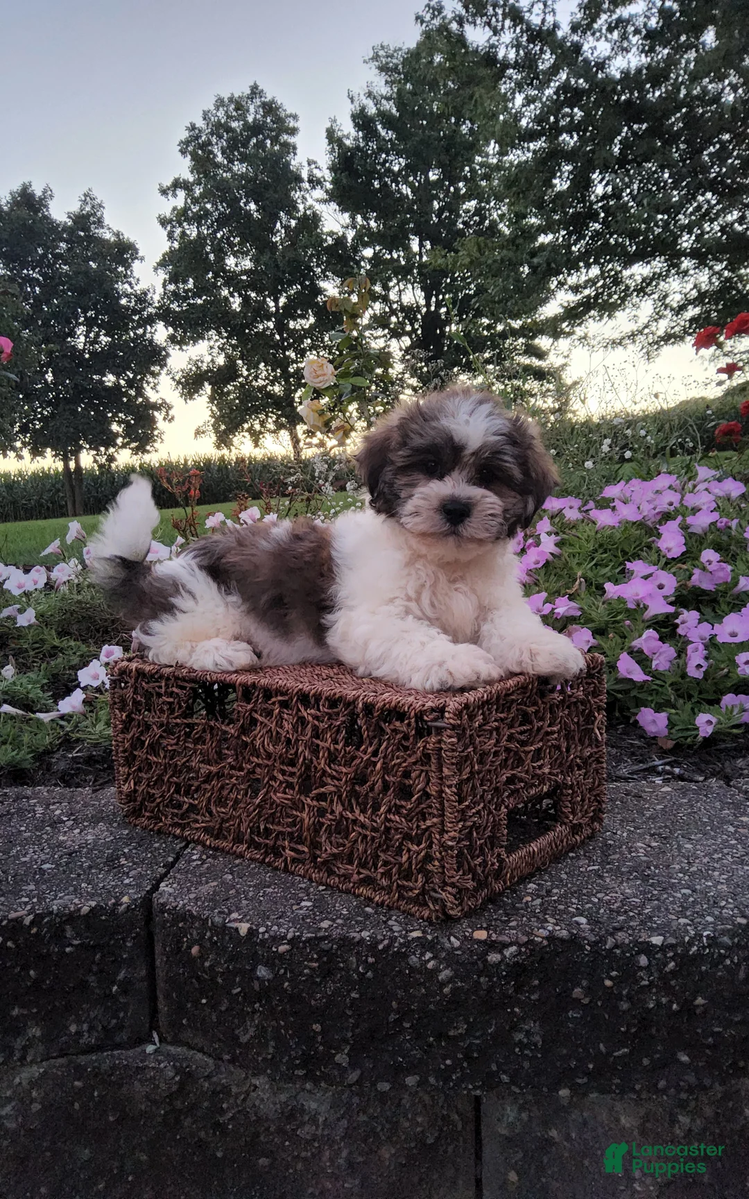 Teddy Bear dogs for sale: Dewey - Ad 2