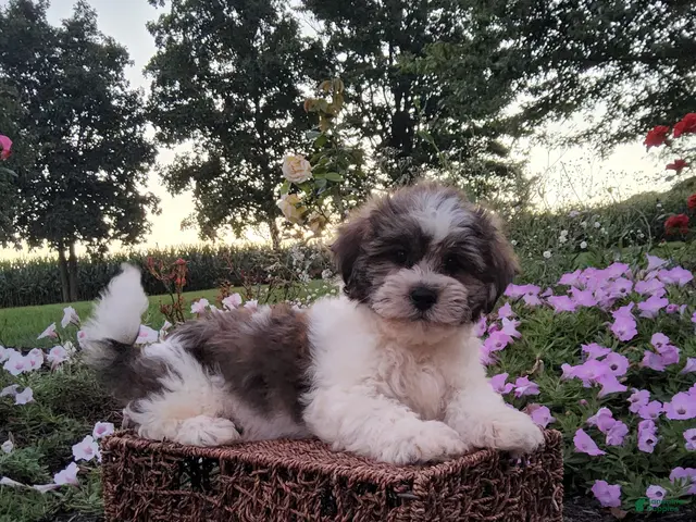Teddy Bear dogs for sale: Dewey - Ad 2
