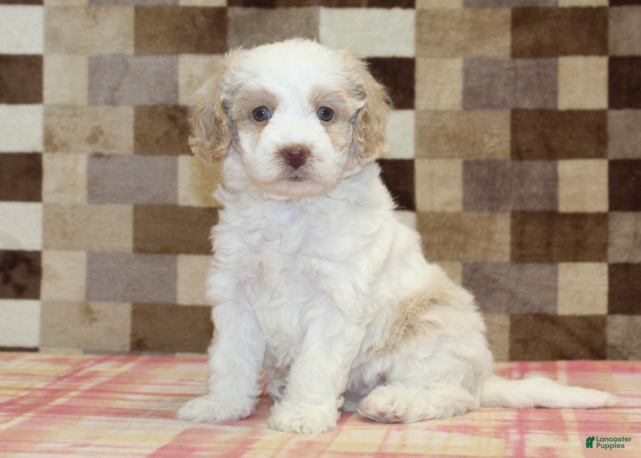 Mini Bernedoodle dogs Casey - Ad 37