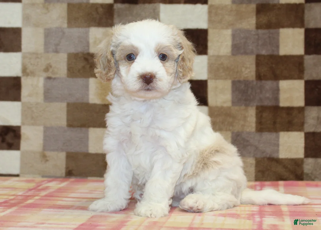 Mini Bernedoodle dogs for sale: Casey - Ad 1