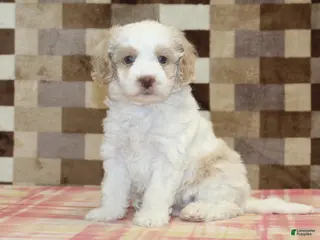 Mini Bernedoodle dogs Casey - Ad 37