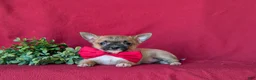Chihuahua dogs for sale: Davis - Ad 5