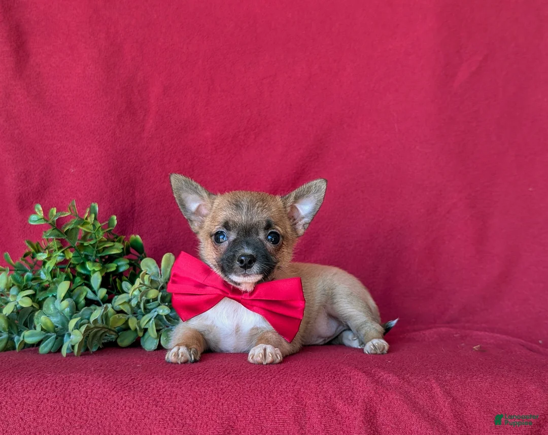 Chihuahua dogs for sale: Davis - Ad 5
