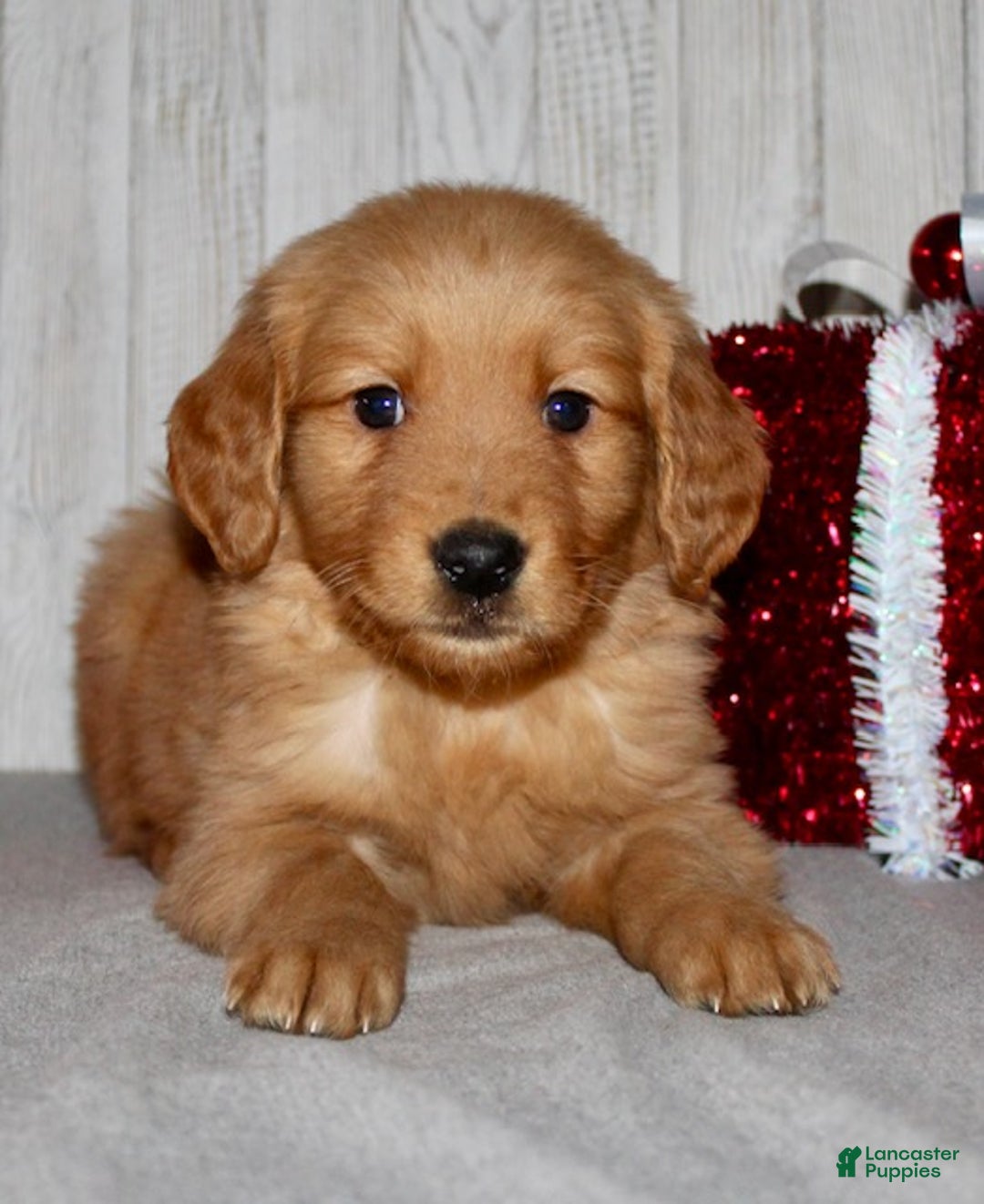 Golden Retriever dogs for sale: Parker - Ad 7