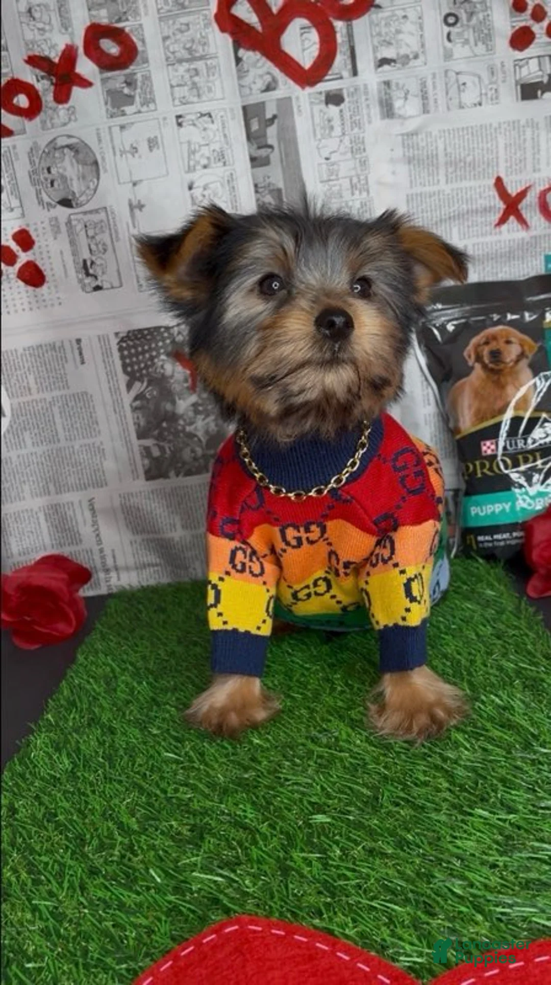 Yorkshire Terrier dogs for sale: Chosen - Ad 5