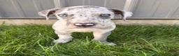 Great Dane dogs for sale: Loki - Ad 1