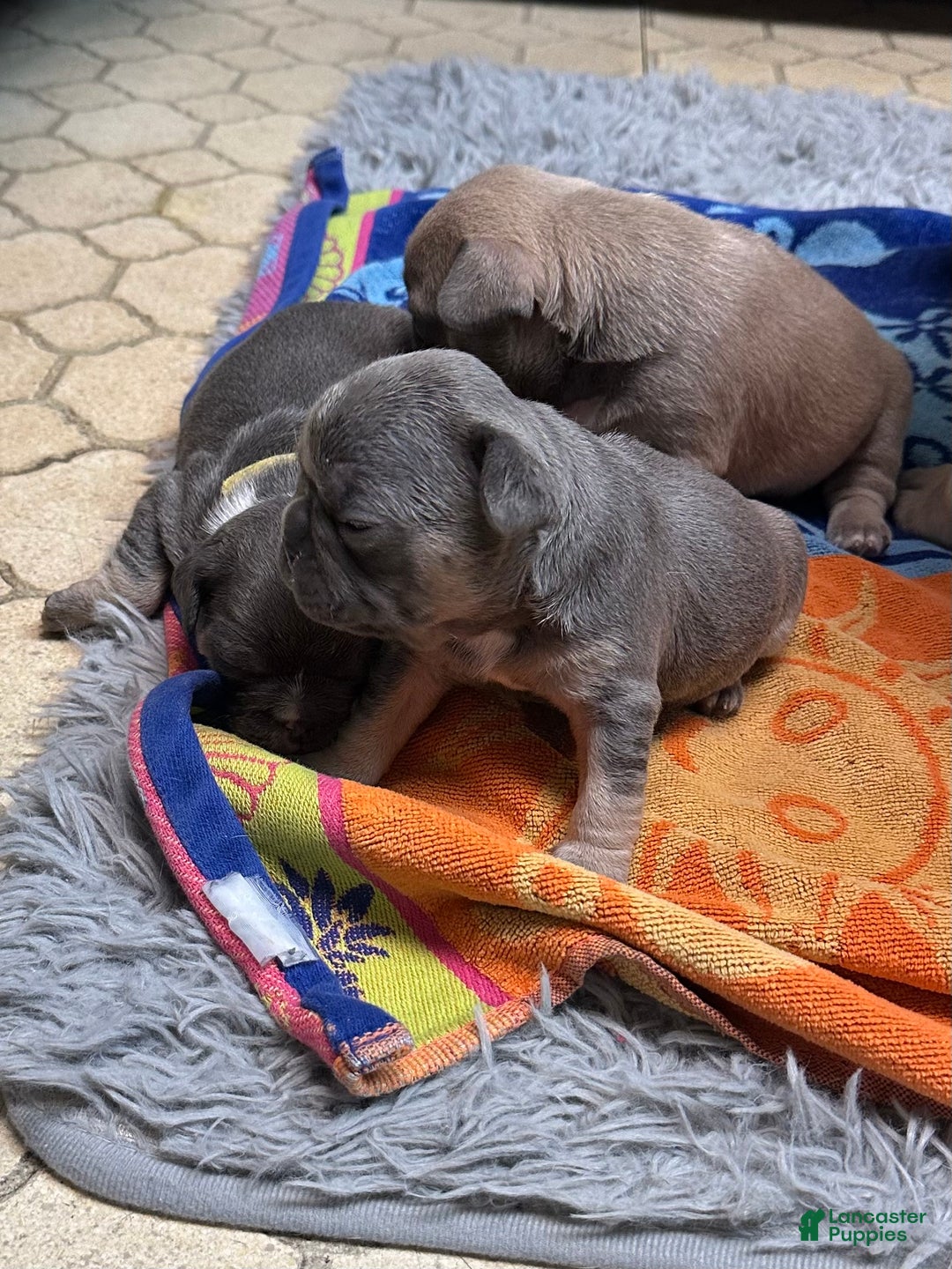 French Bulldog dogs for sale: Boss - Ad 8