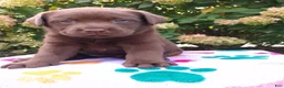 Labrador Retriever dogs for sale: Nova  - Ad 13