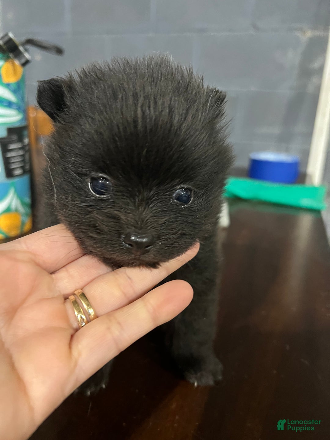 Pomeranian dogs for sale: Pomeranian Puppy 2 - Ad 2