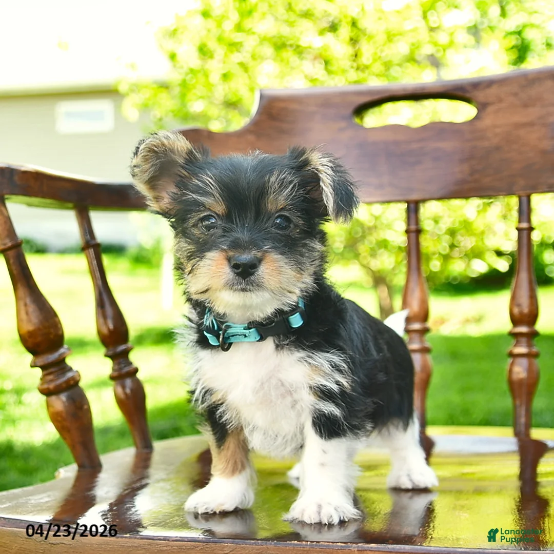 Yorkshire Terrier dogs for sale: Shadow  - Ad 2