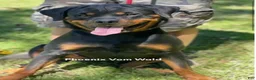 Rottweiler dogs for sale: Rottweiler 1 - Ad 6
