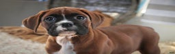 Boxer dogs for sale: Tracy - Ad 4