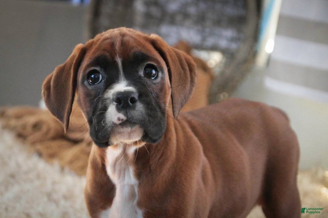 Boxer dogs for sale: Tracy - Ad 4