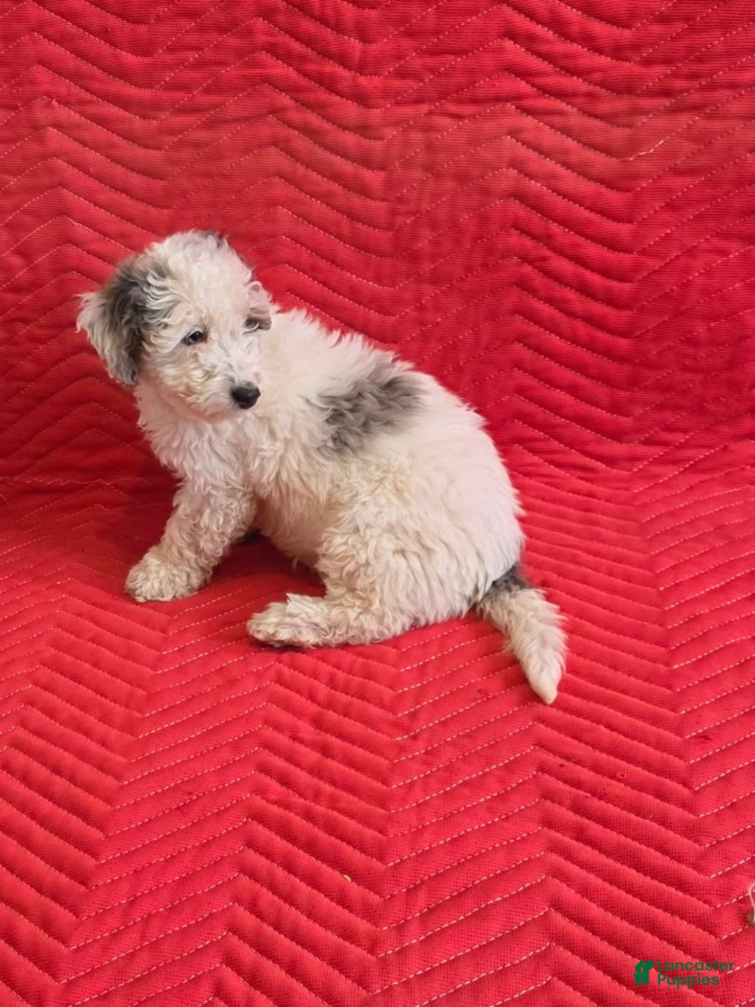 Mini Goldendoodle dogs for sale: Bruno - Ad 4