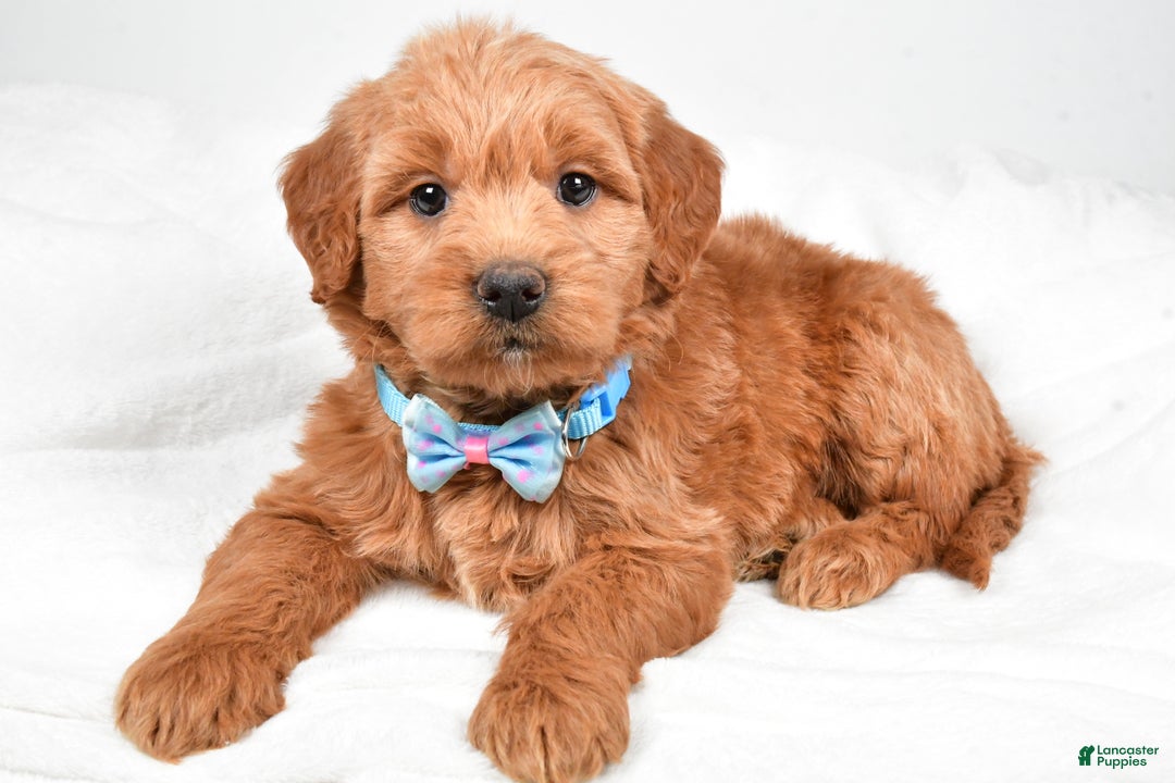 Mini Goldendoodle dogs for sale: Brent - Ad 6