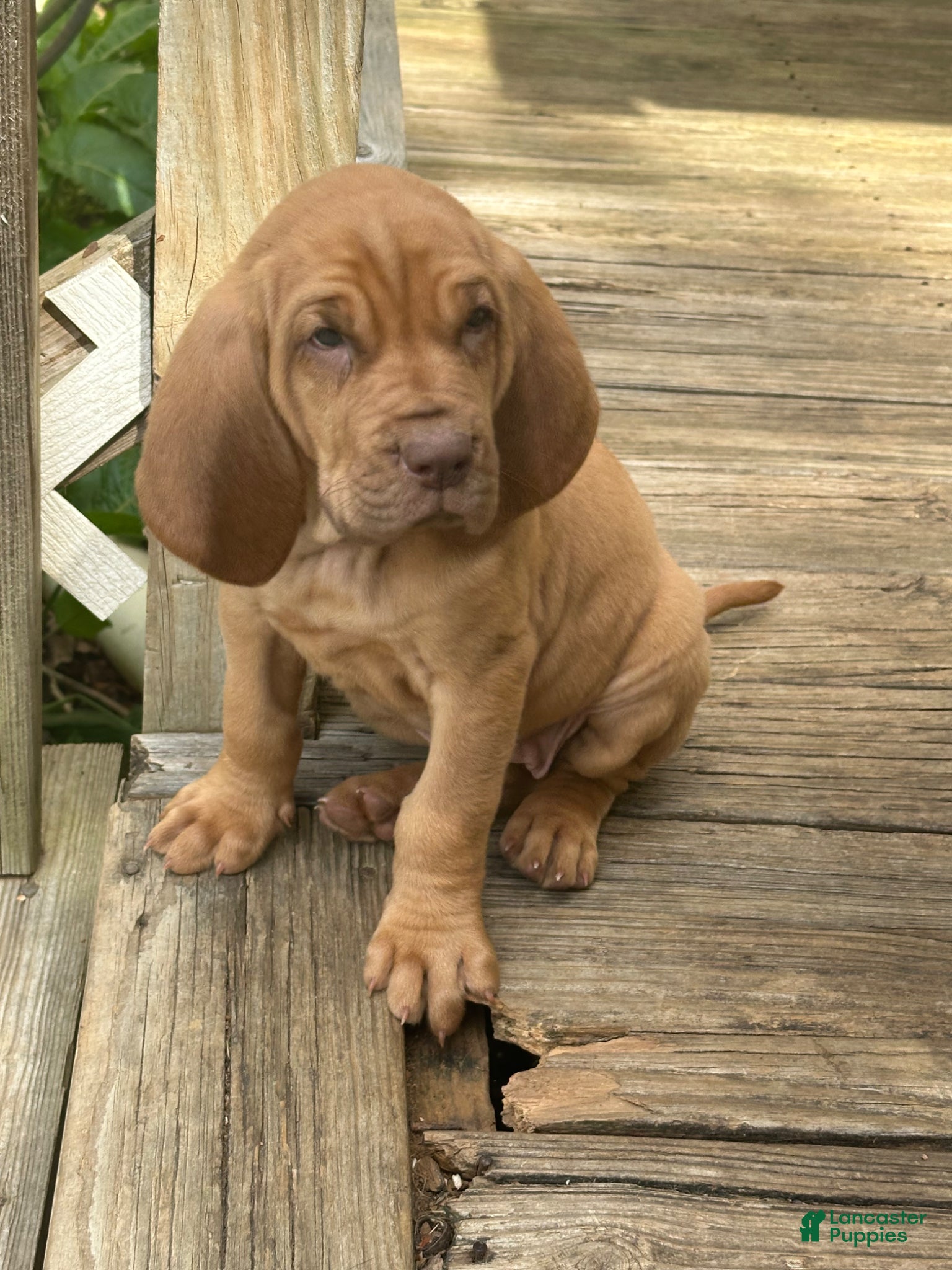 Bloodhound dogs for sale: Bloodhound Puppy 7 - Ad 19