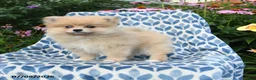 Pomeranian dogs for sale: Misty - Ad 3