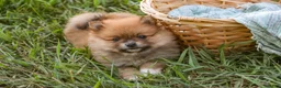 Pomeranian dogs for sale: Bingo Pomeranian  - Ad 11