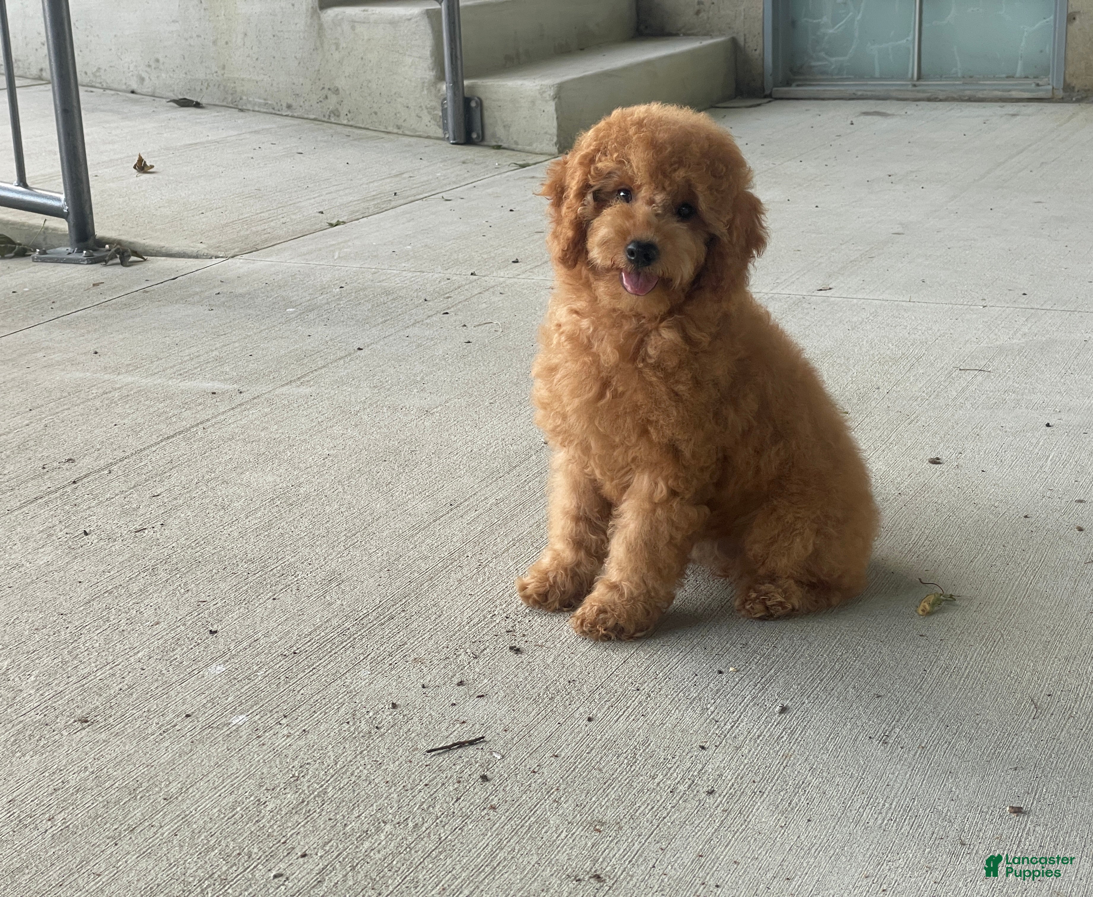 Mini Goldendoodle dogs for sale: Mindy Mini Goldendoodle  - Ad 3