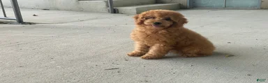 Mindy Mini Goldendoodle 