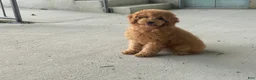 Mini Goldendoodle dogs for sale: Mindy Mini Goldendoodle  - Ad 1
