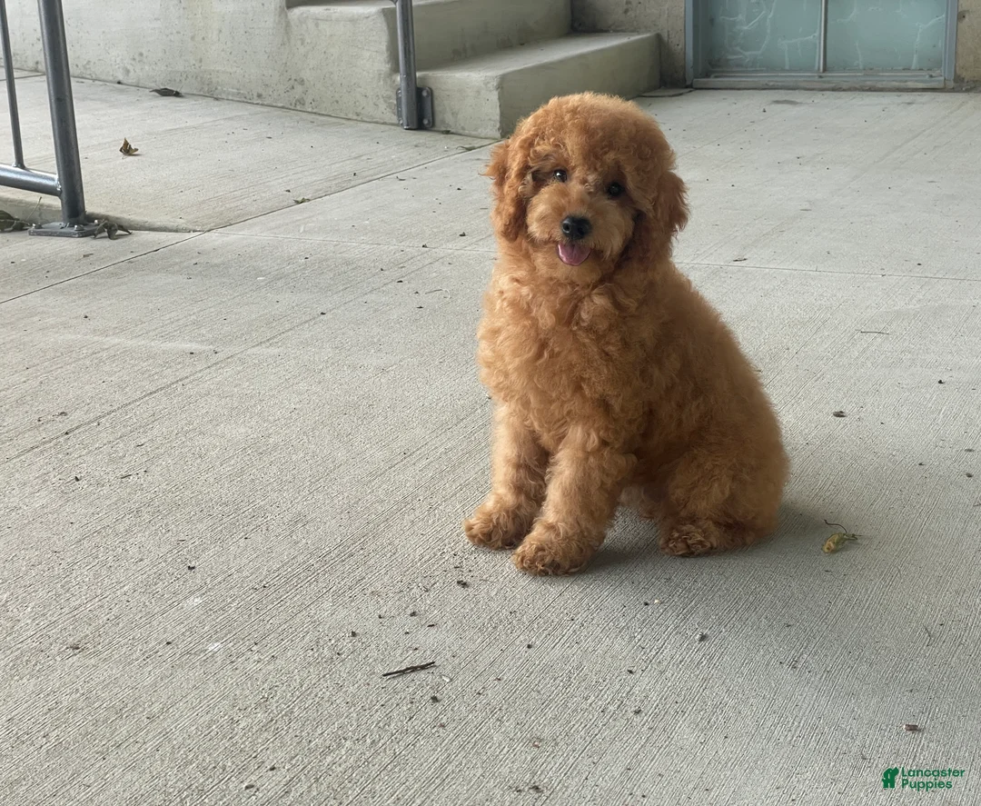 Mini Goldendoodle dogs for sale: Mindy Mini Goldendoodle  - Ad 1