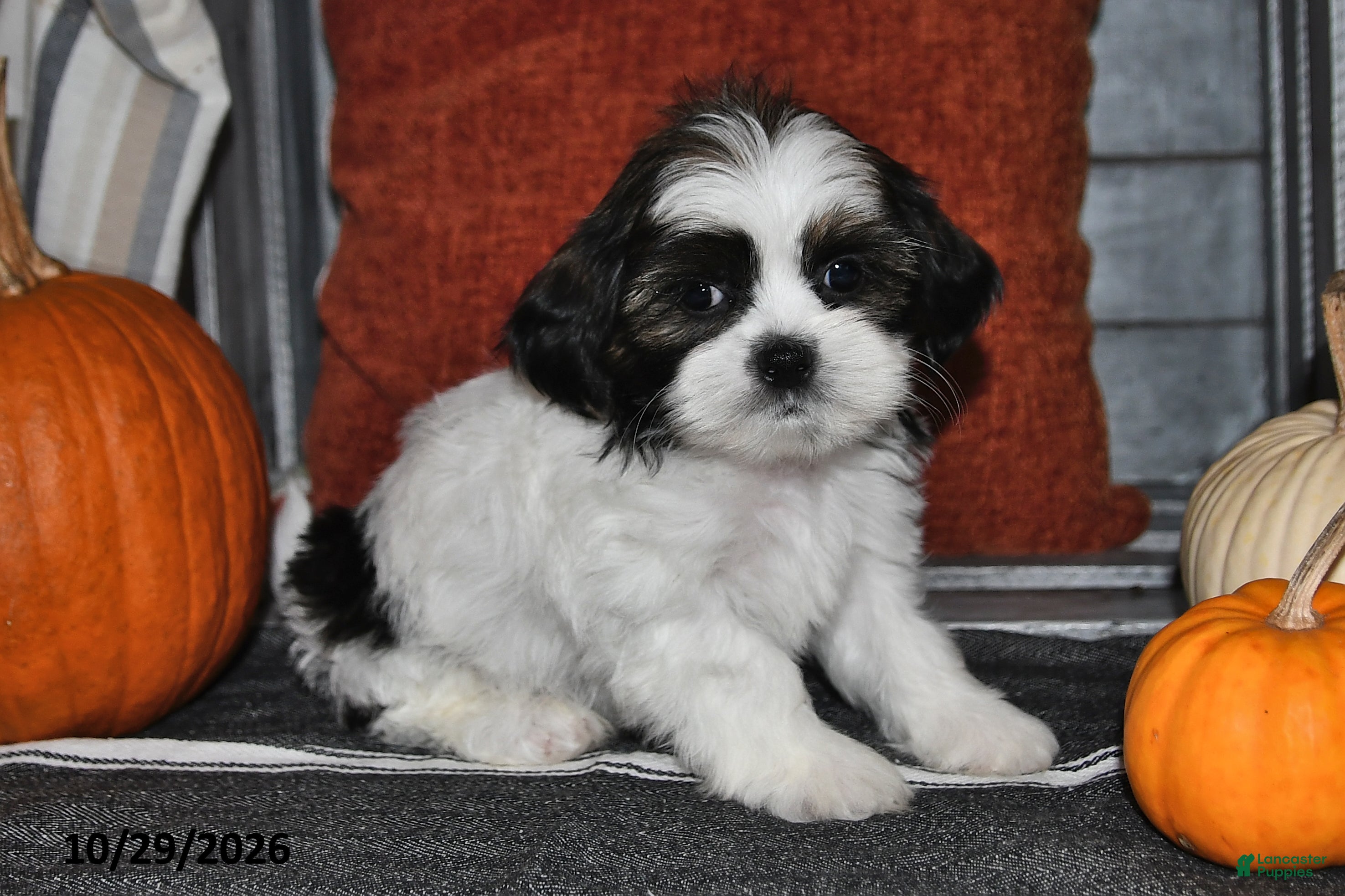 Shih Tzu dogs for sale: Zeke - Ad 2