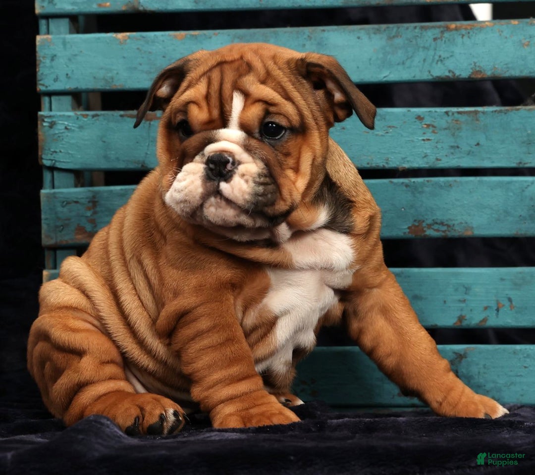 English Bulldog dogs for sale: Kendra - Ad 8