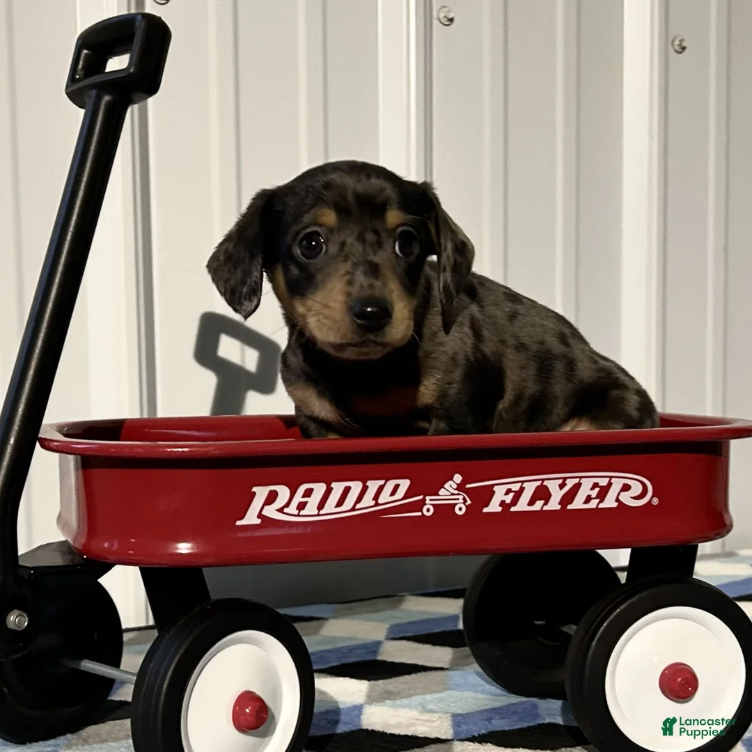 Miniature Dachshund dogs for sale: Atlas  - Ad 3