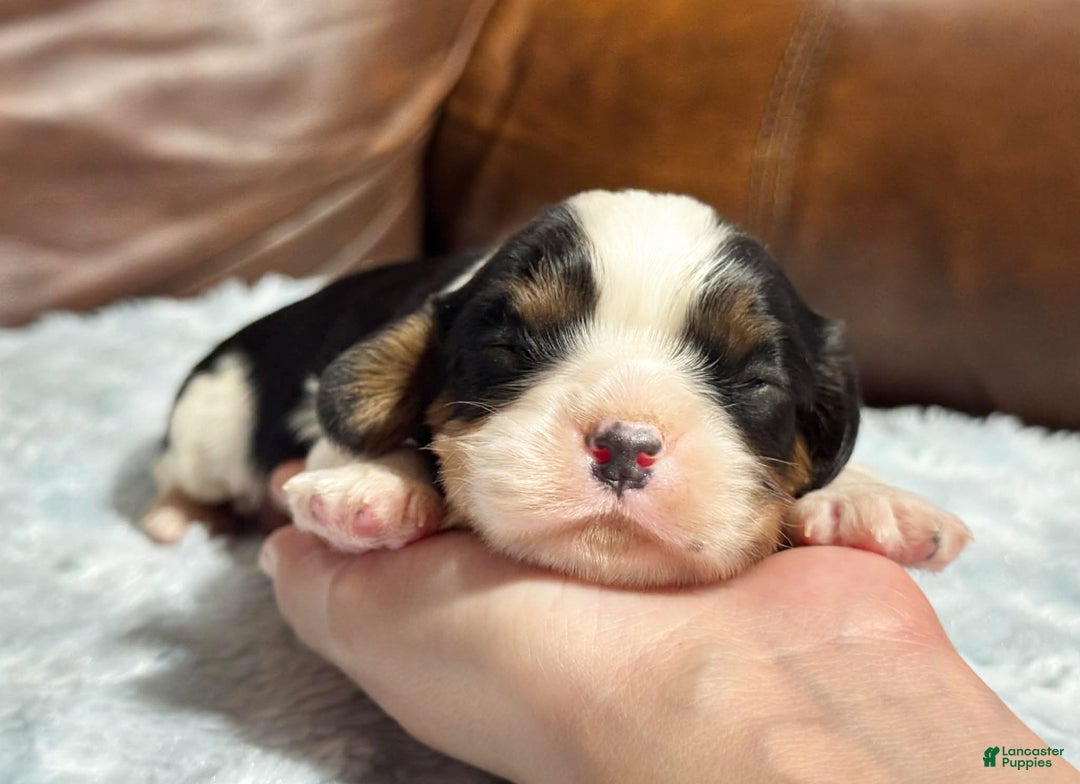 Cavalier King Charles Spaniel dogs for sale: Charlie  - Ad 3